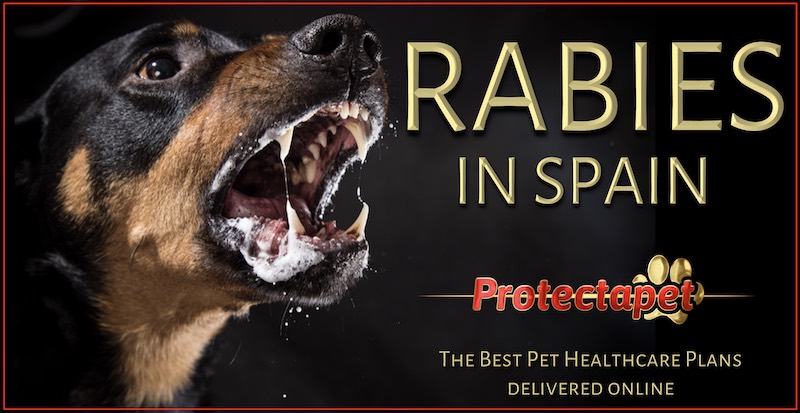 A Rottweiler dog with rabies. slobbering in the mouth, prompting an article about rabies in Spain by Protectapet